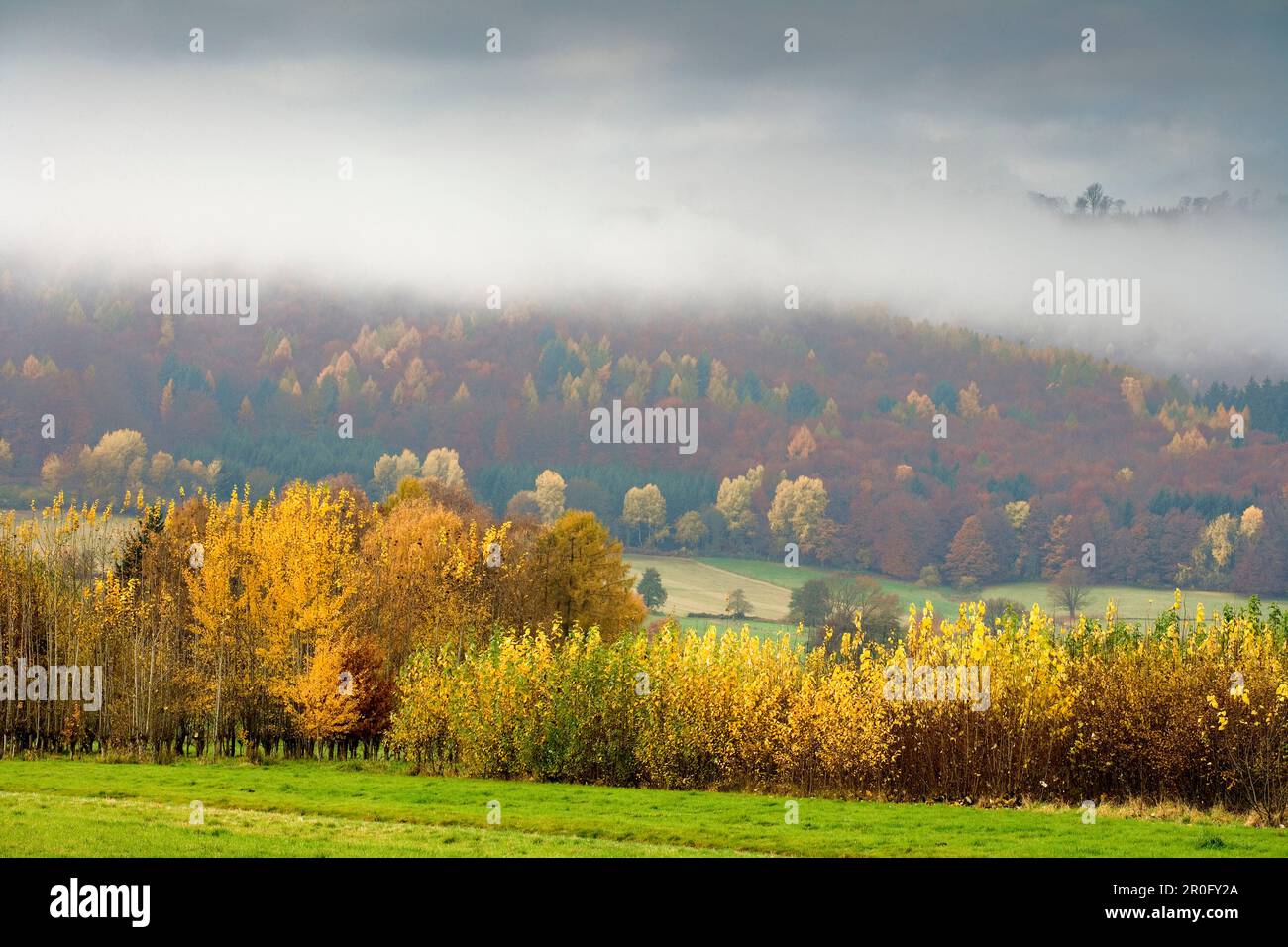Paysage en automne, Weserbergland près de Veckerhagen, Hesse, Allemagne Banque D'Images