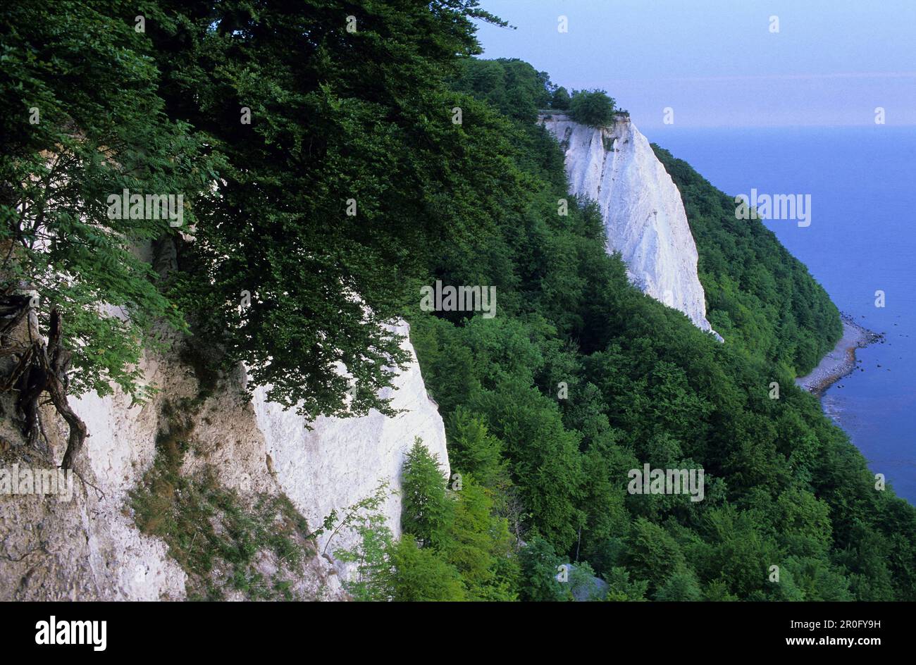 King's chair (Konigsstuhl), parc national de Jasmund, île de Rugen, Mecklembourg-Poméranie occidentale, Allemagne Banque D'Images