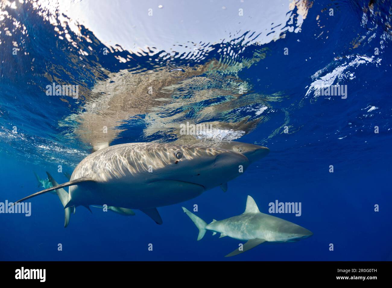 Les requins des Galapagos, Carcharhinus galapagensis, Oahu, Océan Pacifique, Hawaï, ÉTATS-UNIS Banque D'Images