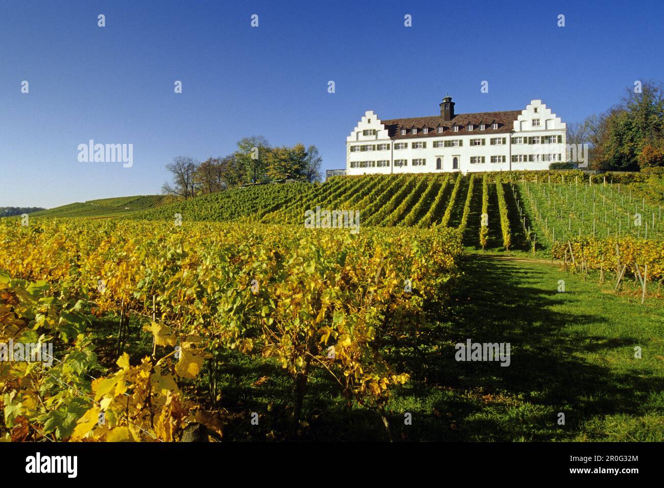 Vignoble au château d'Hersberg, près d'Immenstaad, Lac de Constance, Bade-Wurtemberg, Allemagne Banque D'Images