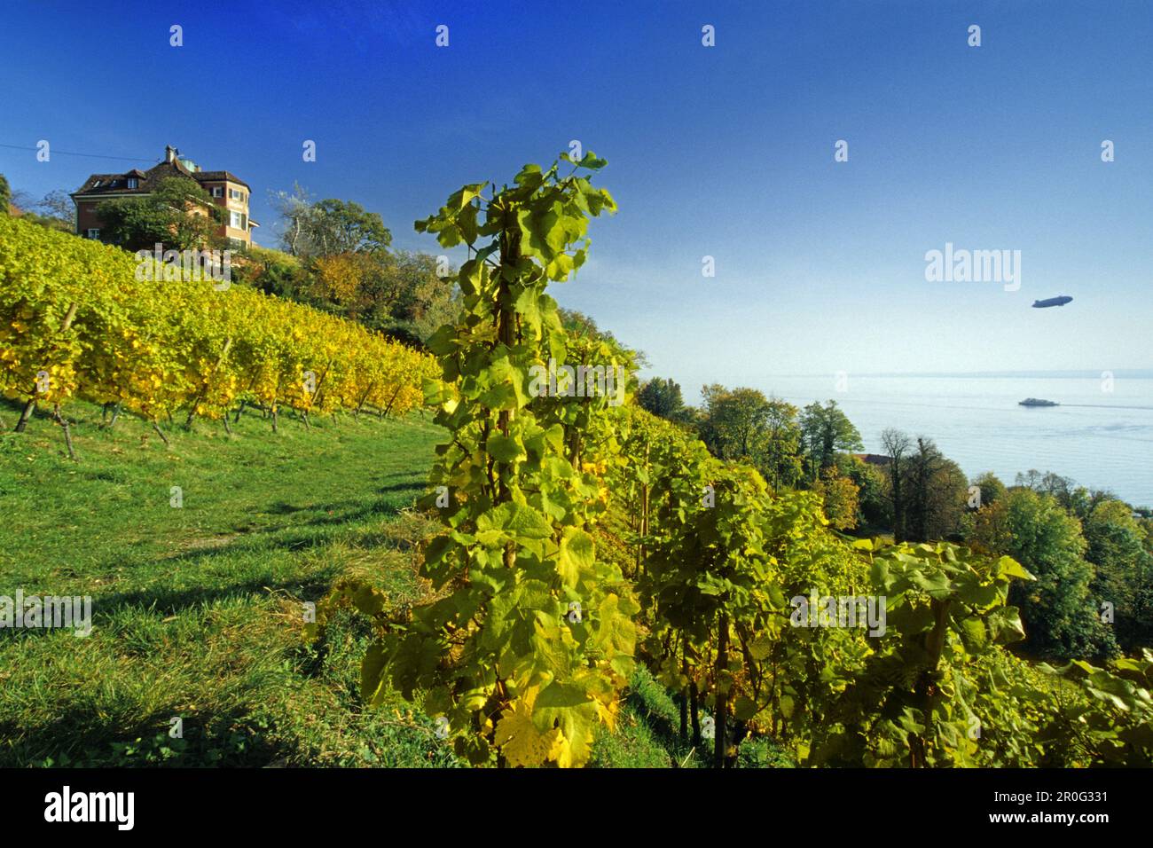 Résidence dans les vignobles près de Meersburg, Lac de Constance, Bade-Wurtemberg, Allemagne Banque D'Images