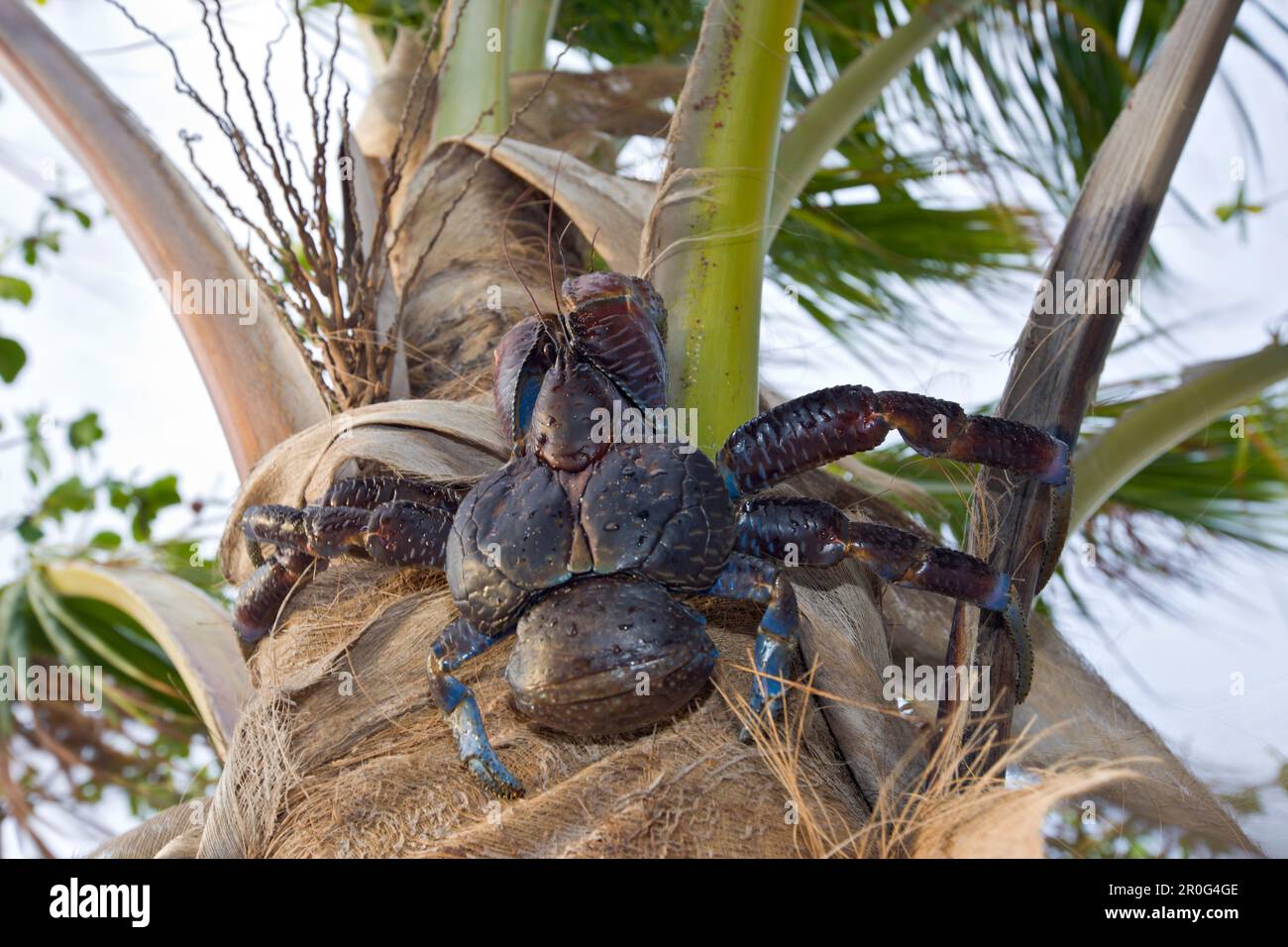 Crabe de noix de coco, crabe de Robber sur Palmtree, Birgus latro, Îles Marshall, atoll de bikini, Micronésie, Océan Pacifique Banque D'Images