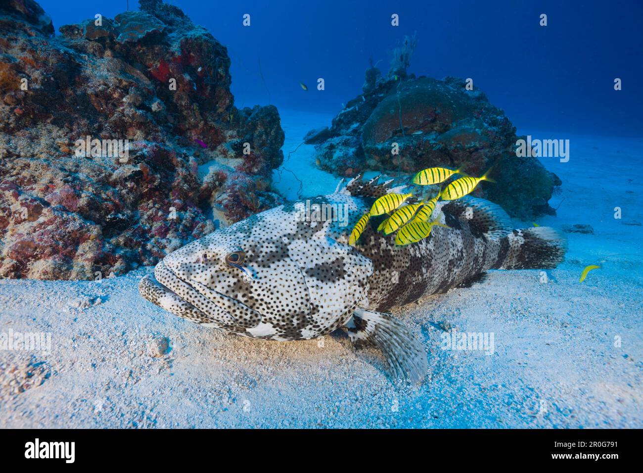 Le mérou malabar et Pilotfishes, Epinephelus malabaricus, Gnathanodon speciosus, Ulong Channel, Micronésie, Palau Banque D'Images