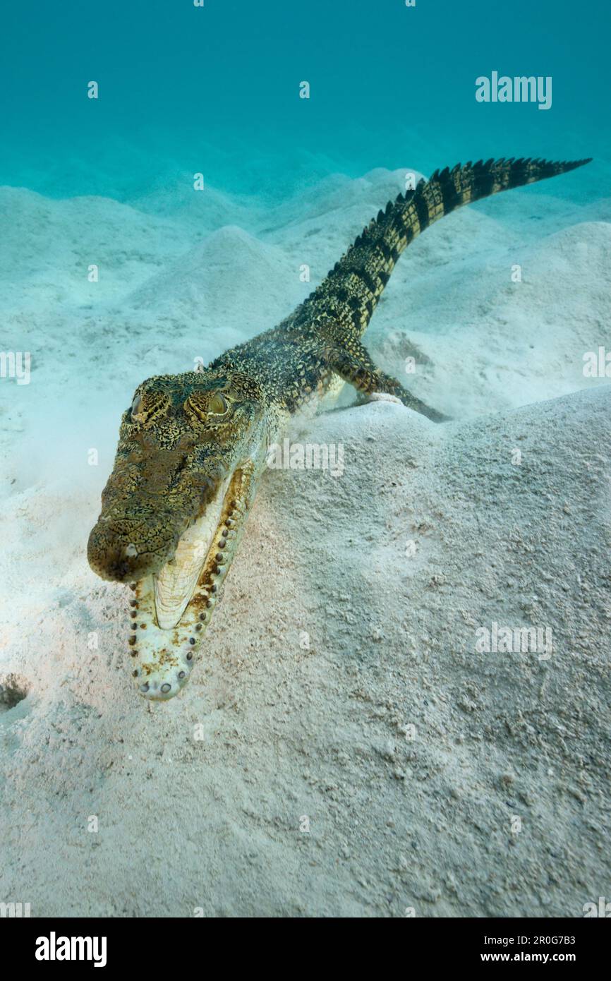 Crocodile d'eau salée, Crocodylus porosus, Micronésie, Palau Banque D'Images