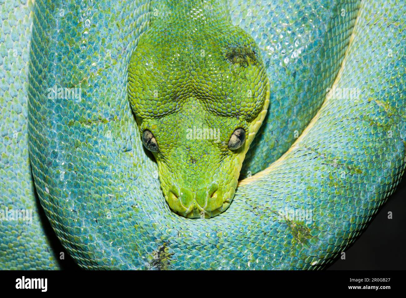 Green Tree Python, Morelia viridis, Indonésie, Papouasie occidentale, Misool Banque D'Images