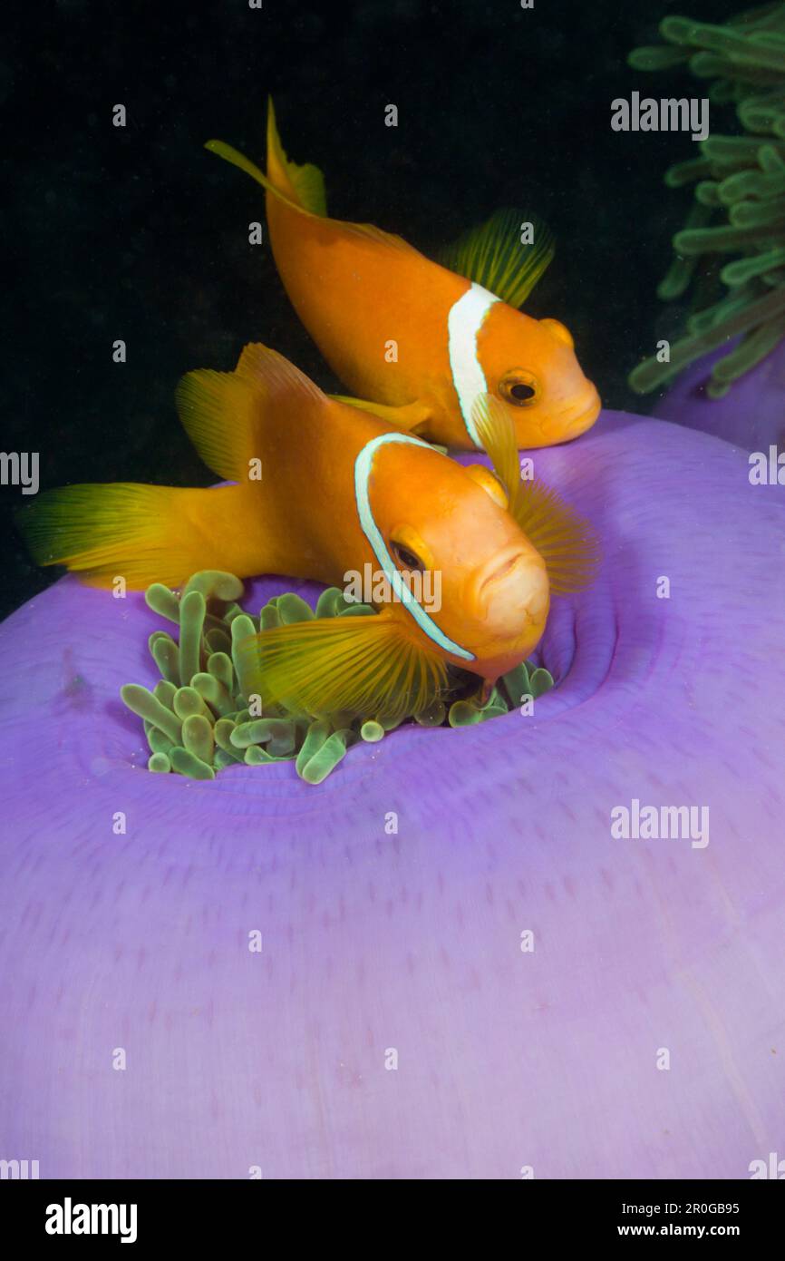 Anemonefish de Maldive dans Anemone magnifique, Amphiprion nigripes, Heterotis magifica, Maldives, Kanooma Caves, Atoll de Malé du Sud Banque D'Images