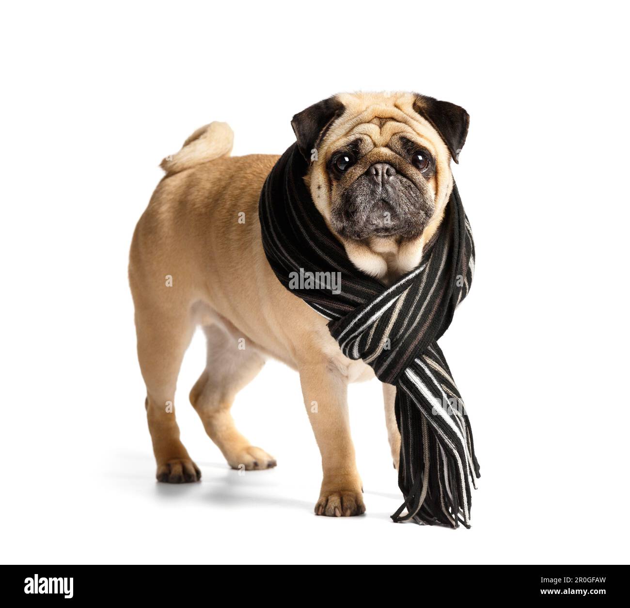 Purebred mignon drôle chien sympathique pug dans un foulard chaud et élégant autour de son cou sur fond blanc. Le concept de la marche avec les chiens par temps froid Banque D'Images