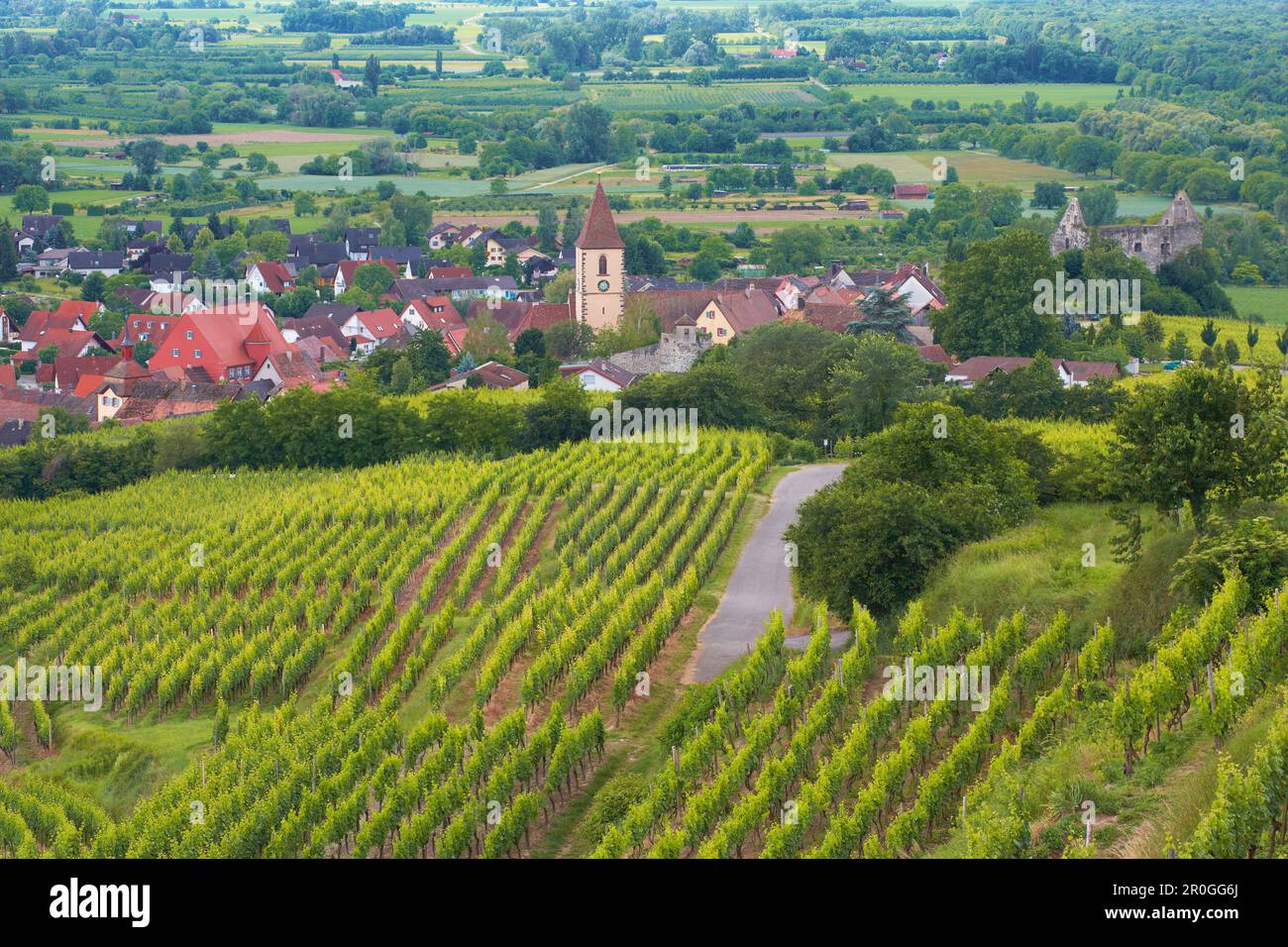 Vue sur les vignobles de Burkheim, Vogtsburg im Kaiserstuhl, Bade-Wurtemberg, Allemagne Banque D'Images