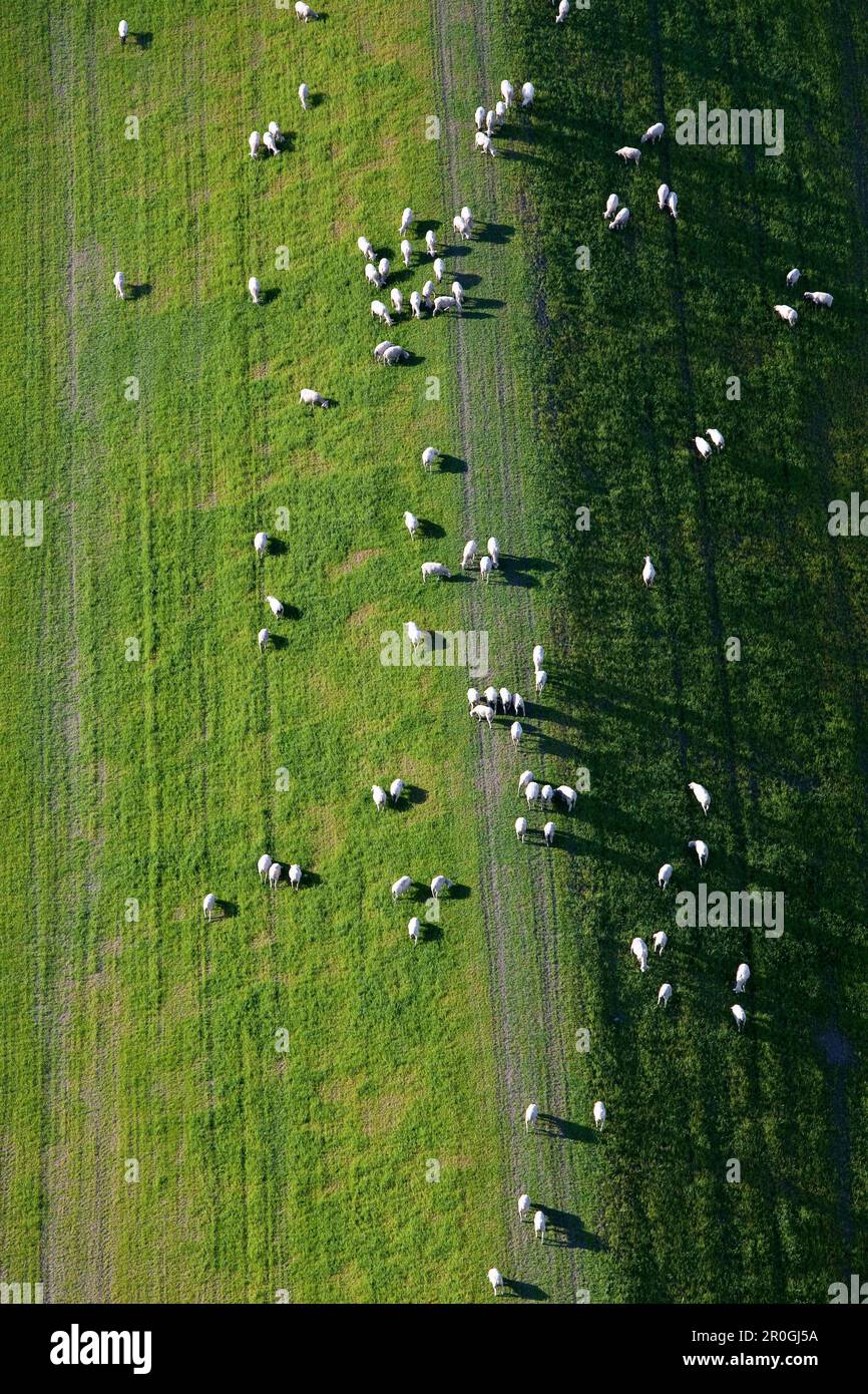Pâturage des moutons sur la digue Weser, Basse-Saxe, Allemagne Banque D'Images
