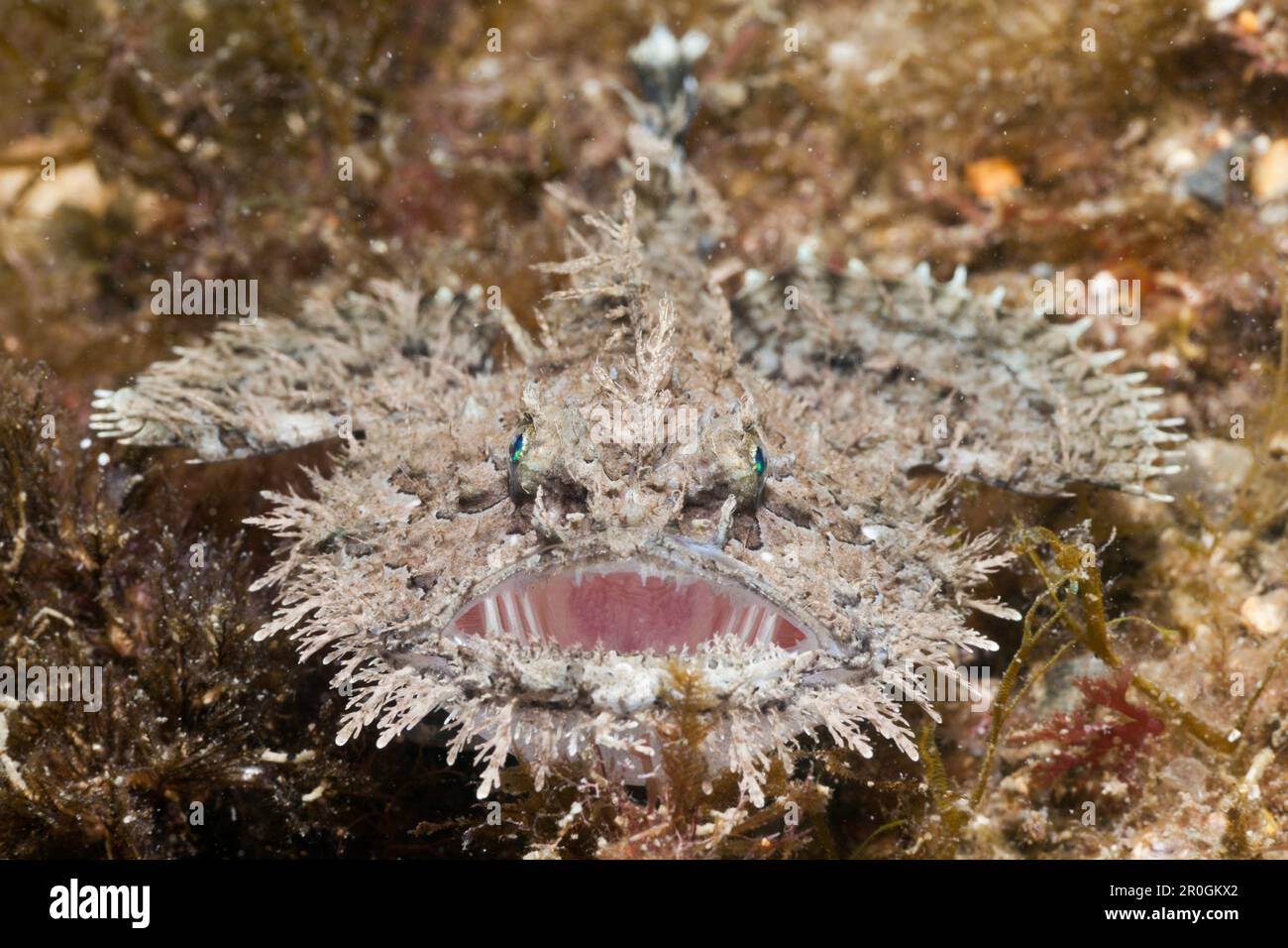 Épines courtes, baudroie Lophius budegassa, Cap de Creus, Costa Brava, Espagne Banque D'Images