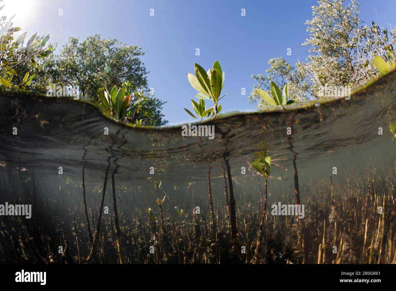 Les mangroves, Rhizophora, parc national Los Haitises, République Dominicaine Banque D'Images