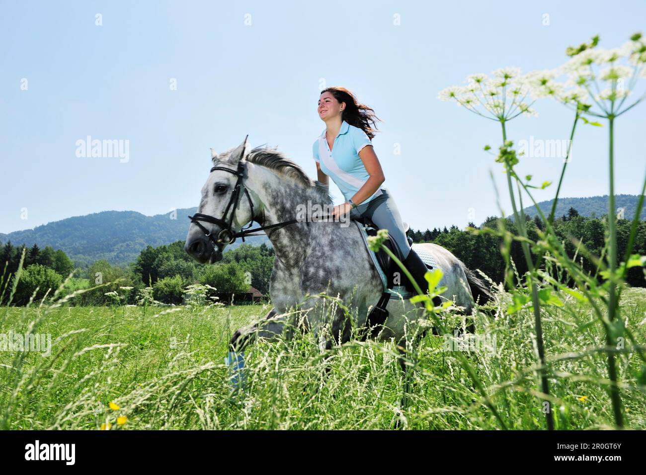 Woman riding a cheval dans un pré, vallée de l'Inn, Upper Bavaria, Bavaria, Germany Banque D'Images