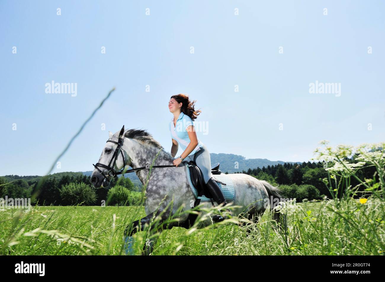 Woman riding a cheval dans un pré, vallée de l'Inn, Upper Bavaria, Bavaria, Germany Banque D'Images