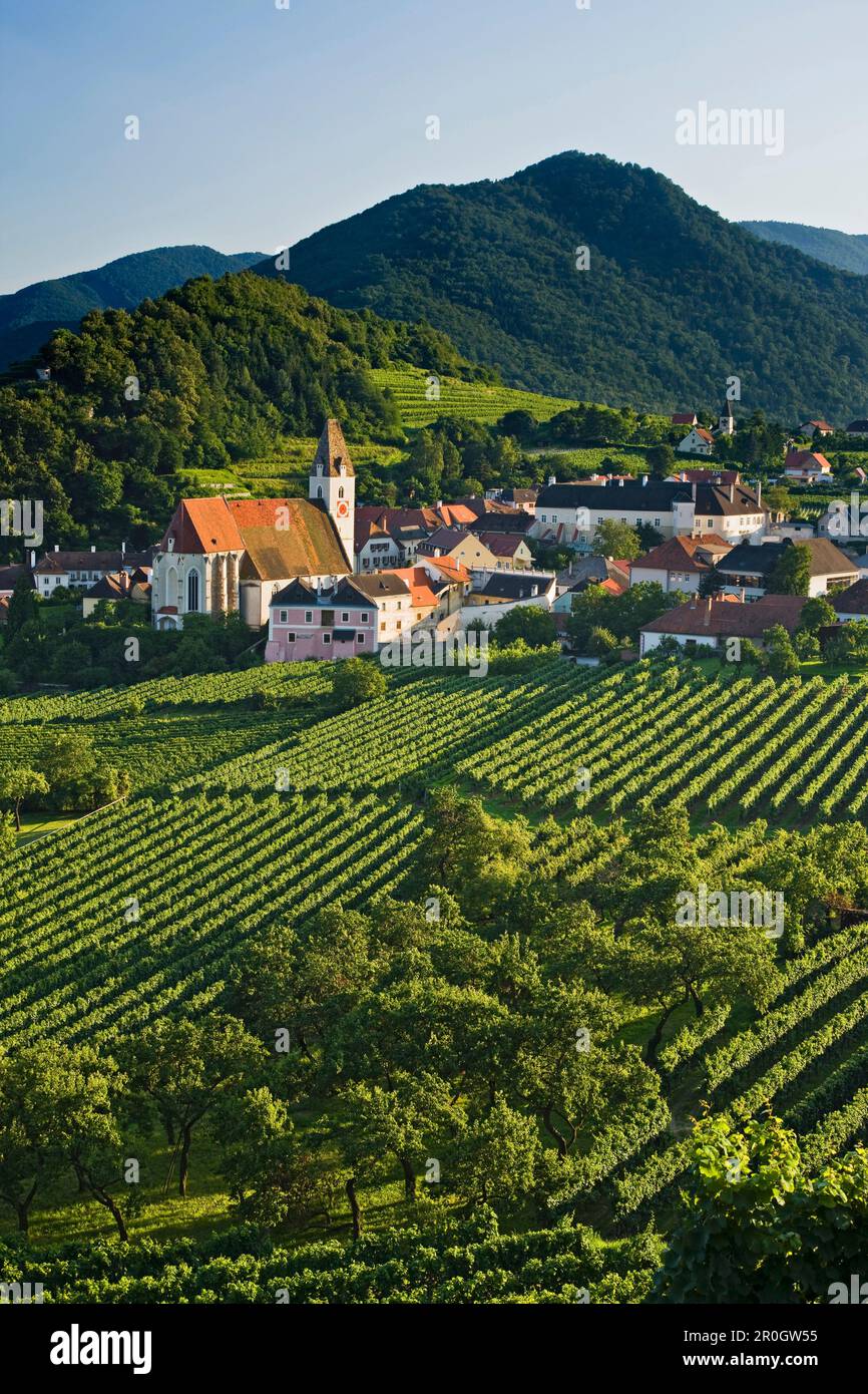 Vignoble au soleil, Spitz an der Donau, Wachau, Basse-Autriche, Autriche, Europe Banque D'Images