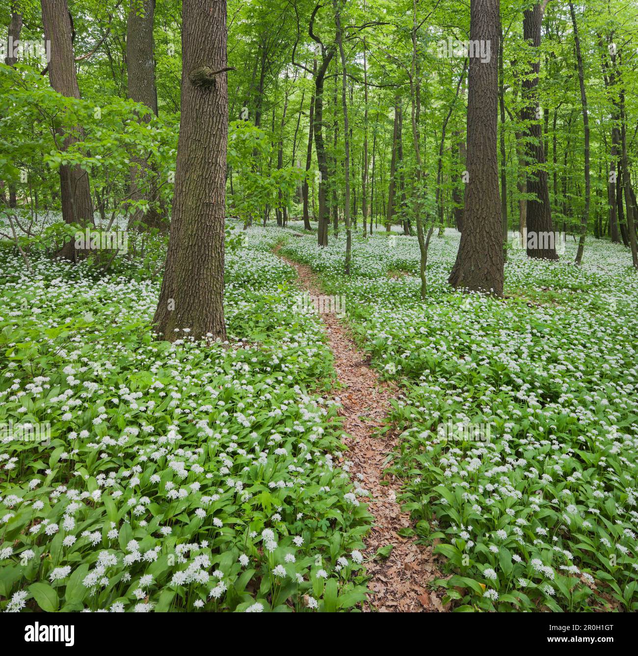Sentier de randonnée et ail sauvage en fleurs dans les bois de Vienne, 18th district, Vienne, Autriche, Europe Banque D'Images