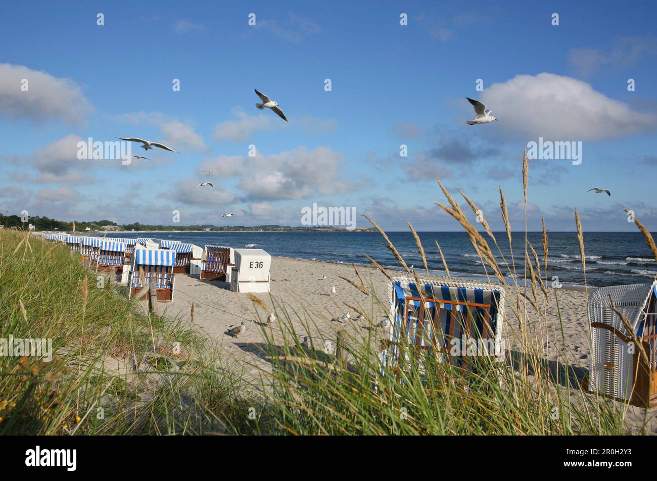 Chaises de plage et mouettes sur la plage, station balnéaire Boltenhagen, Mecklenburg-Ouest Pomerania, Allemagne, Europe Banque D'Images