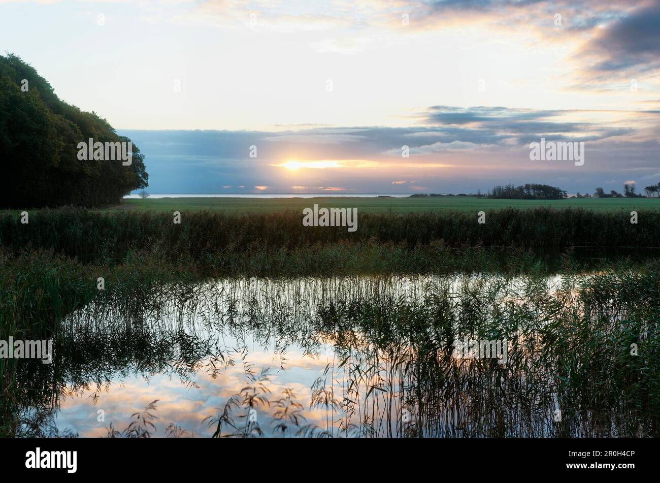 Étang avec roseau au lever du soleil, île de Langeland, Danemark, Europe Banque D'Images