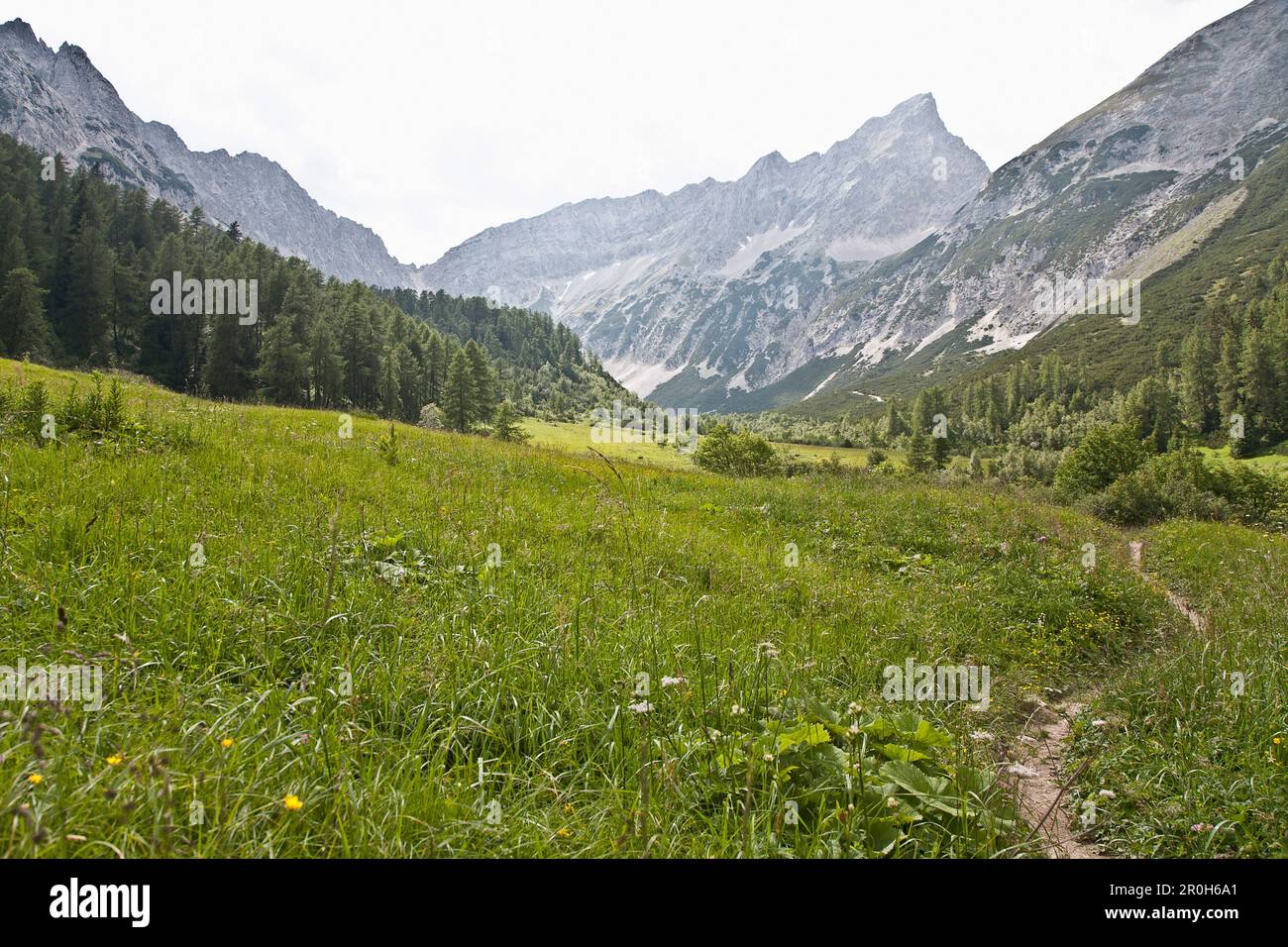 Chemin de hicking à travers la vallée de Hall vers le Rosskopf, prairie de mountainflower en été, Hall dans Tirol, Tyrol, Autriche Banque D'Images
