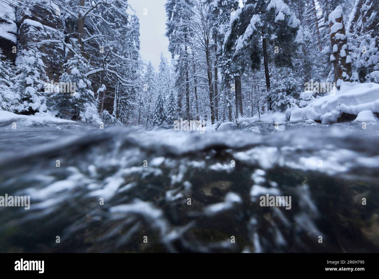 Vue sous la surface de l'eau de la rivière Kirnitzsch dans le parc national de la Suisse saxonne très enneigée, Saxe, Allemagne Banque D'Images