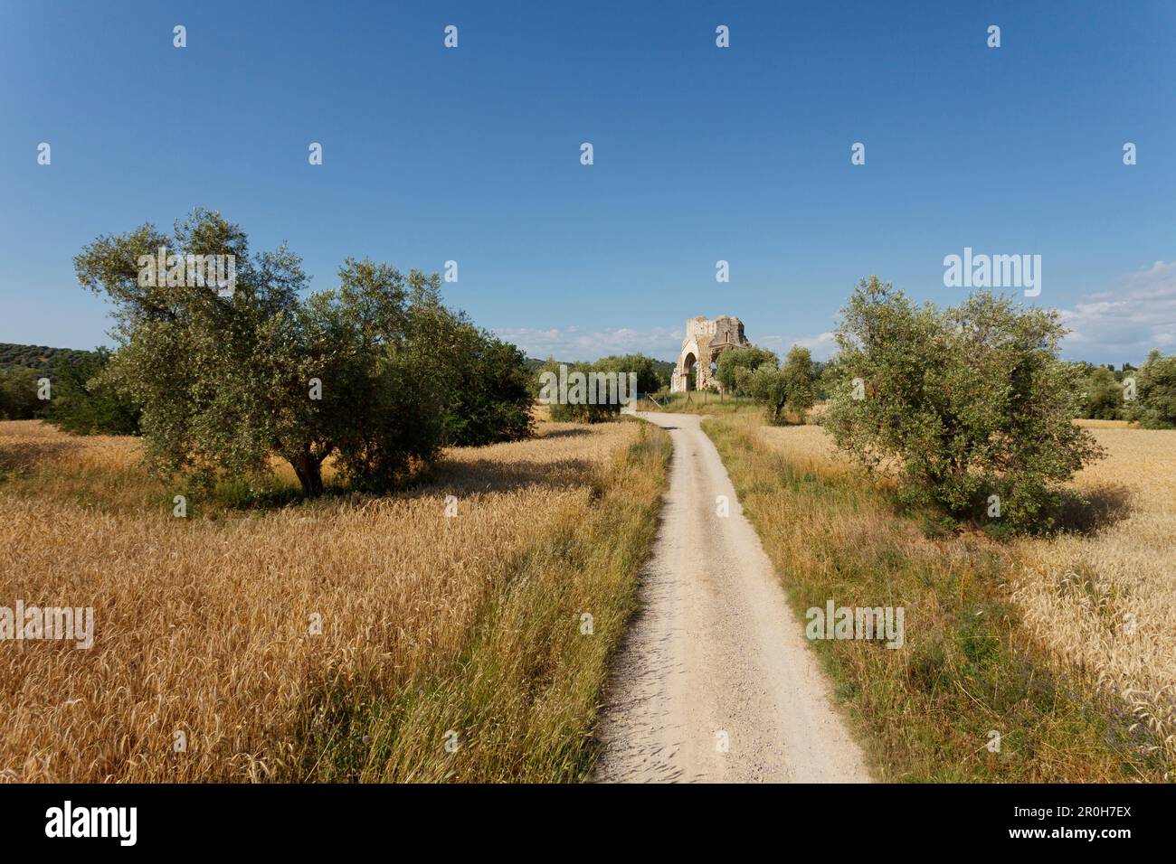 Ruelle de campagne à travers les champs et les oliviers, Chiesa di San Bruzio, ruines d'une église du 11th siècle, près de Magliano en Toscane, province de Grosseto, Tu Banque D'Images