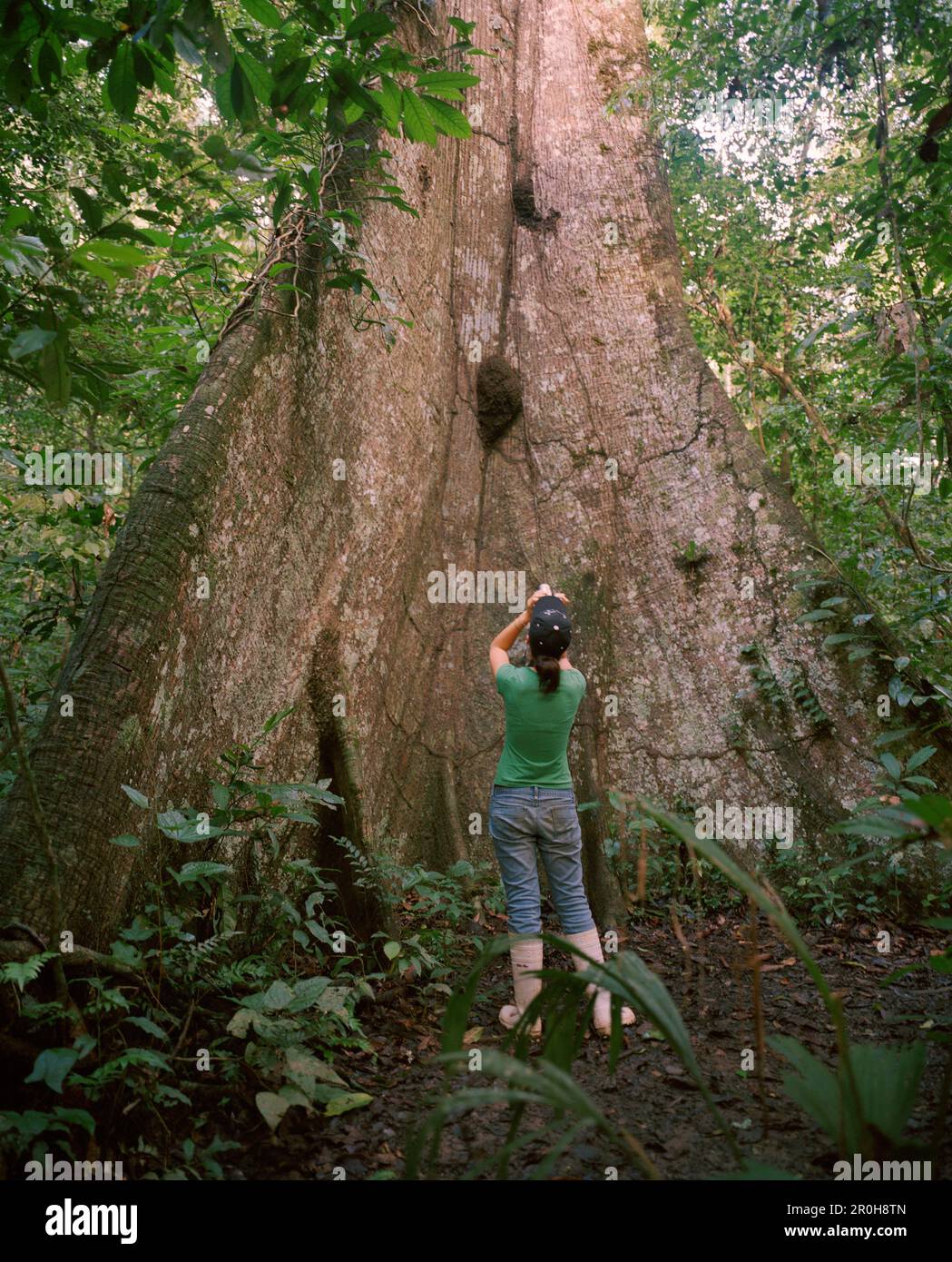 Pérou, Amazonie, Amérique du Sud, Amérique latine, vue arrière d'un couple d'un kapokier Banque D'Images