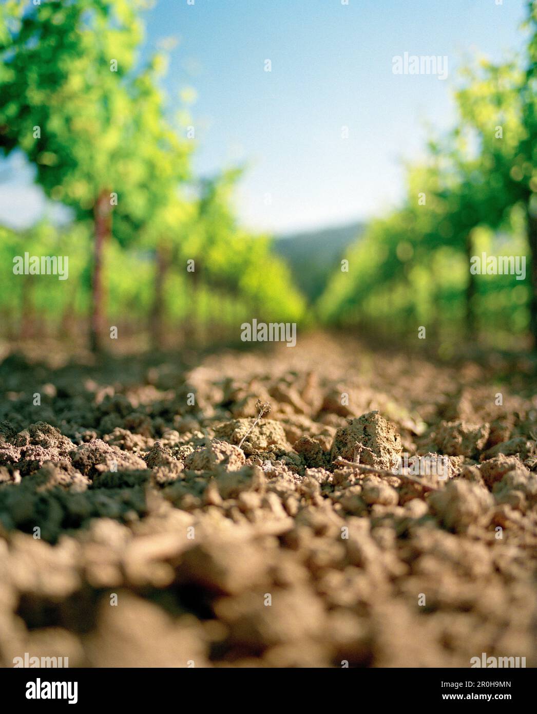 États-Unis, Californie, rangée de vignes au vignoble de Spottswoode, Napa Banque D'Images