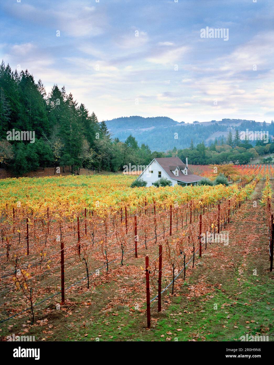 États-Unis, Californie, vue panoramique sur un vignoble de Calistoga dans la vallée de Napa Banque D'Images