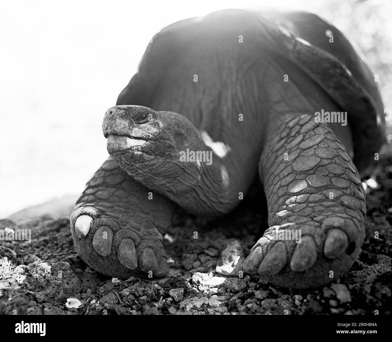 ÉQUATEUR, îles Galapagos, tortue géante sur l'île de Santa Cruz (B&W) Banque D'Images