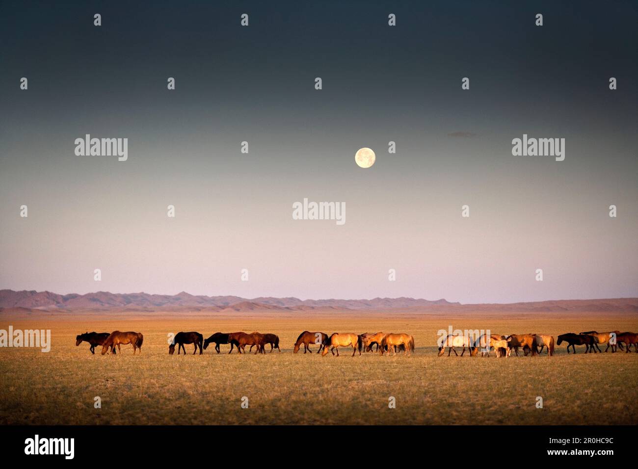 MONGOLIE, désert de Gobi, chevaux sauvages sous la pleine lune le matin Banque D'Images