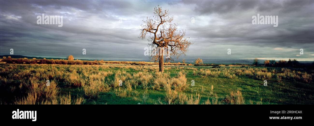 États-Unis, Montana, grand paysage ouvert et arbre près de la rivière Bighorn Banque D'Images