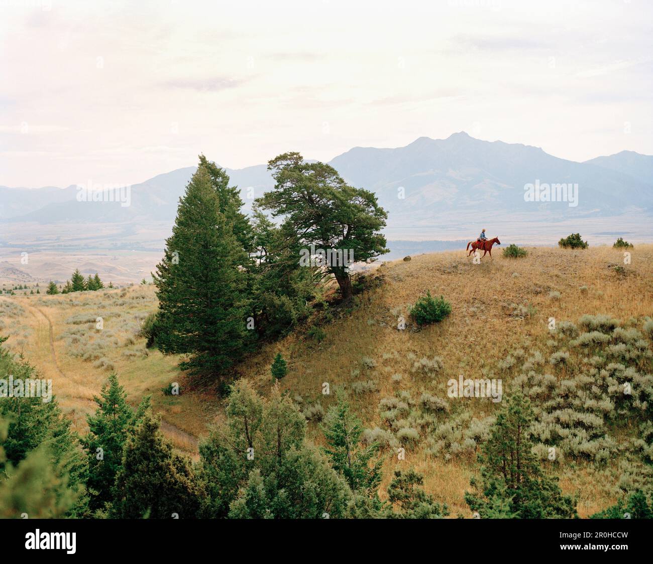 Etats-Unis, Montana, cheval de cowboy dans un vaste paysage, Gallatin National Forest, Emigrant Banque D'Images