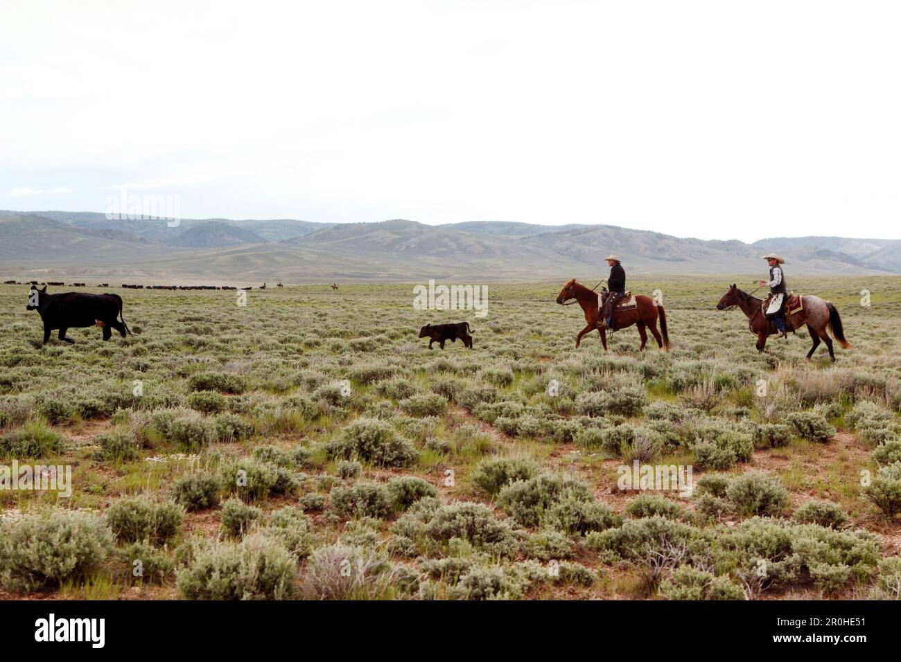 USA, Wyoming, du cantonnement, de cowboys le déplacement des bovins