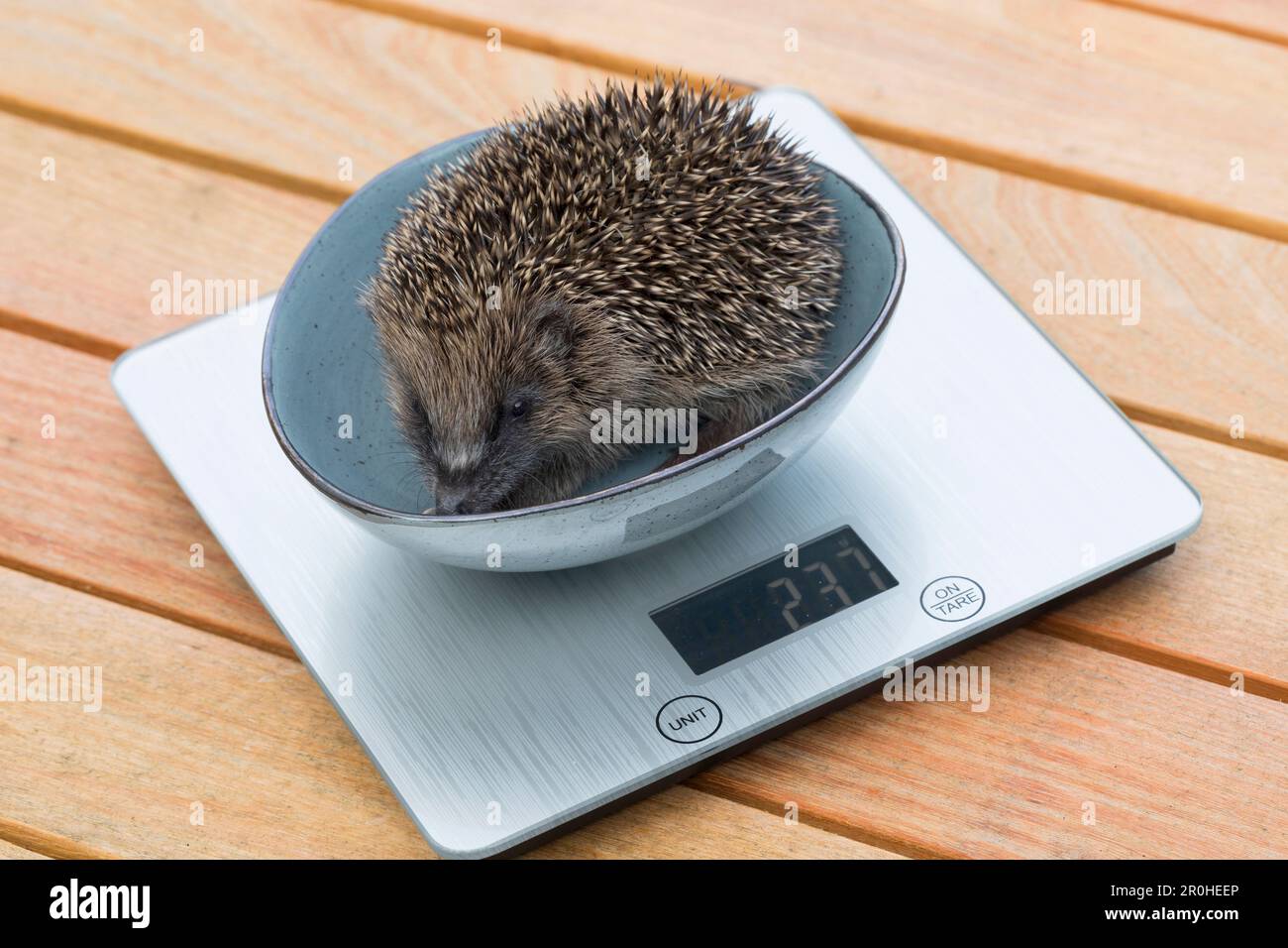 Hérisson occidental, hérisson européen (erinaceus europaeus), hérisson sur la balance, Allemagne Banque D'Images