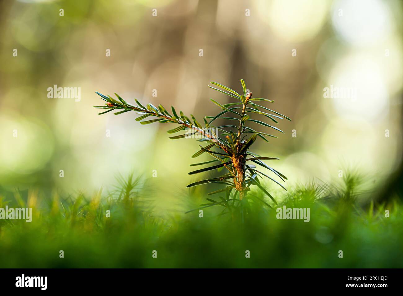 Sapin argenté européen (Abies alba), semis sur terrain forestier, Allemagne Banque D'Images