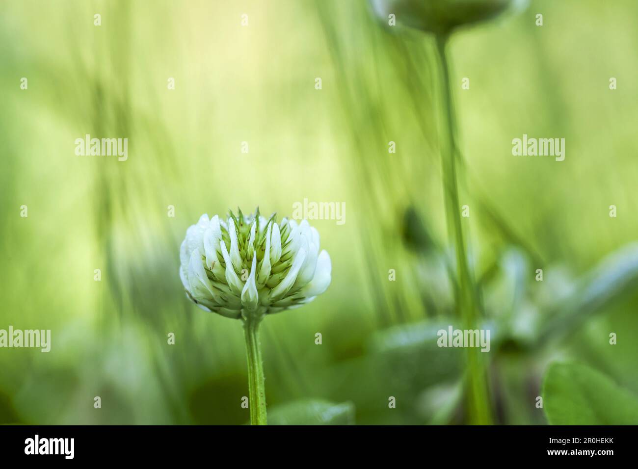 Trèfle blanc (Trifolium repens), floraison dans une pelouse, Allemagne Banque D'Images