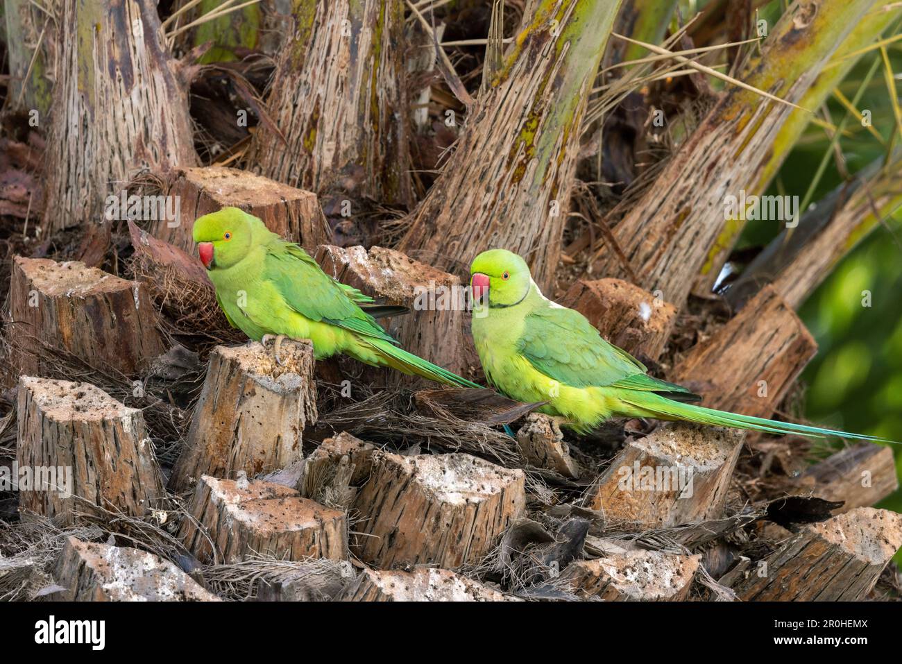 Parkeet à anneaux roses (Psittacula krameri), paire sur un palmier, îles Canaries, Lanzarote, Arrecife Banque D'Images