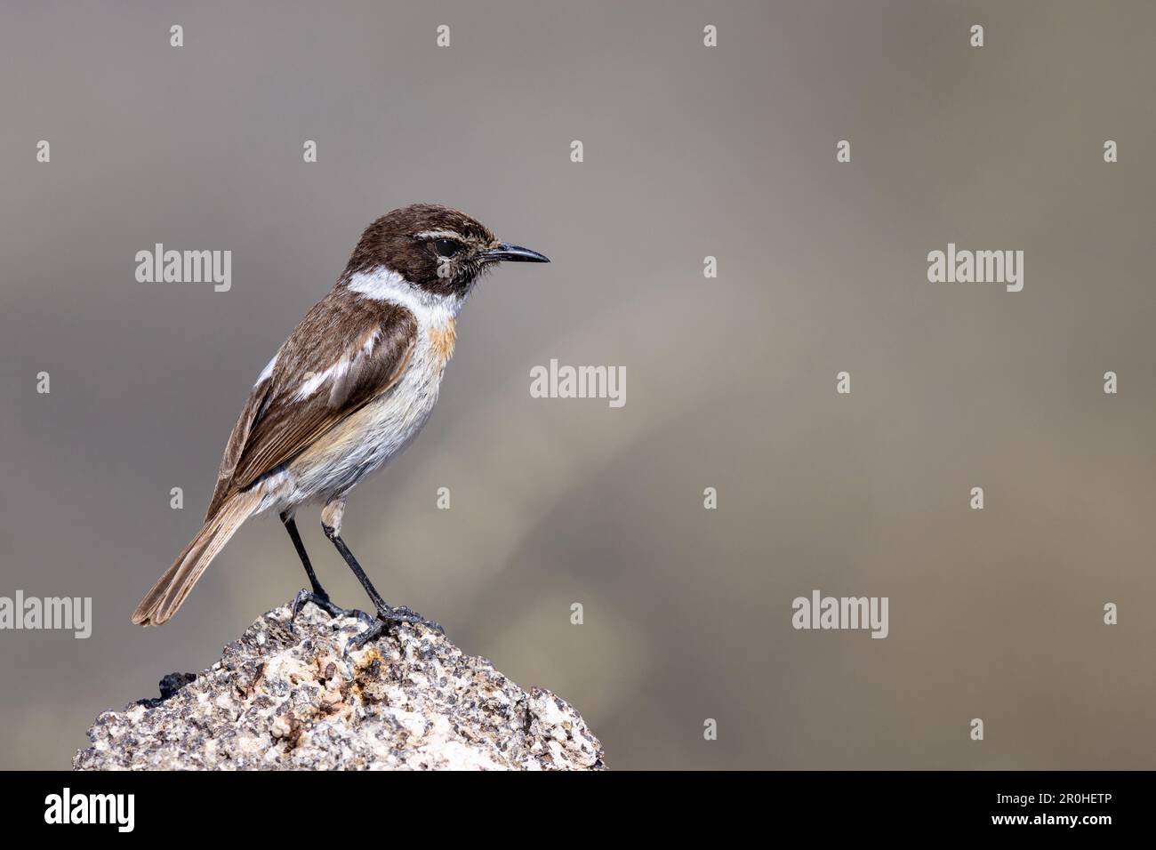 Îles Canaries chat (Saxicola dacotiae), homme sur un rocher, îles Canaries, Fuerteventura Banque D'Images