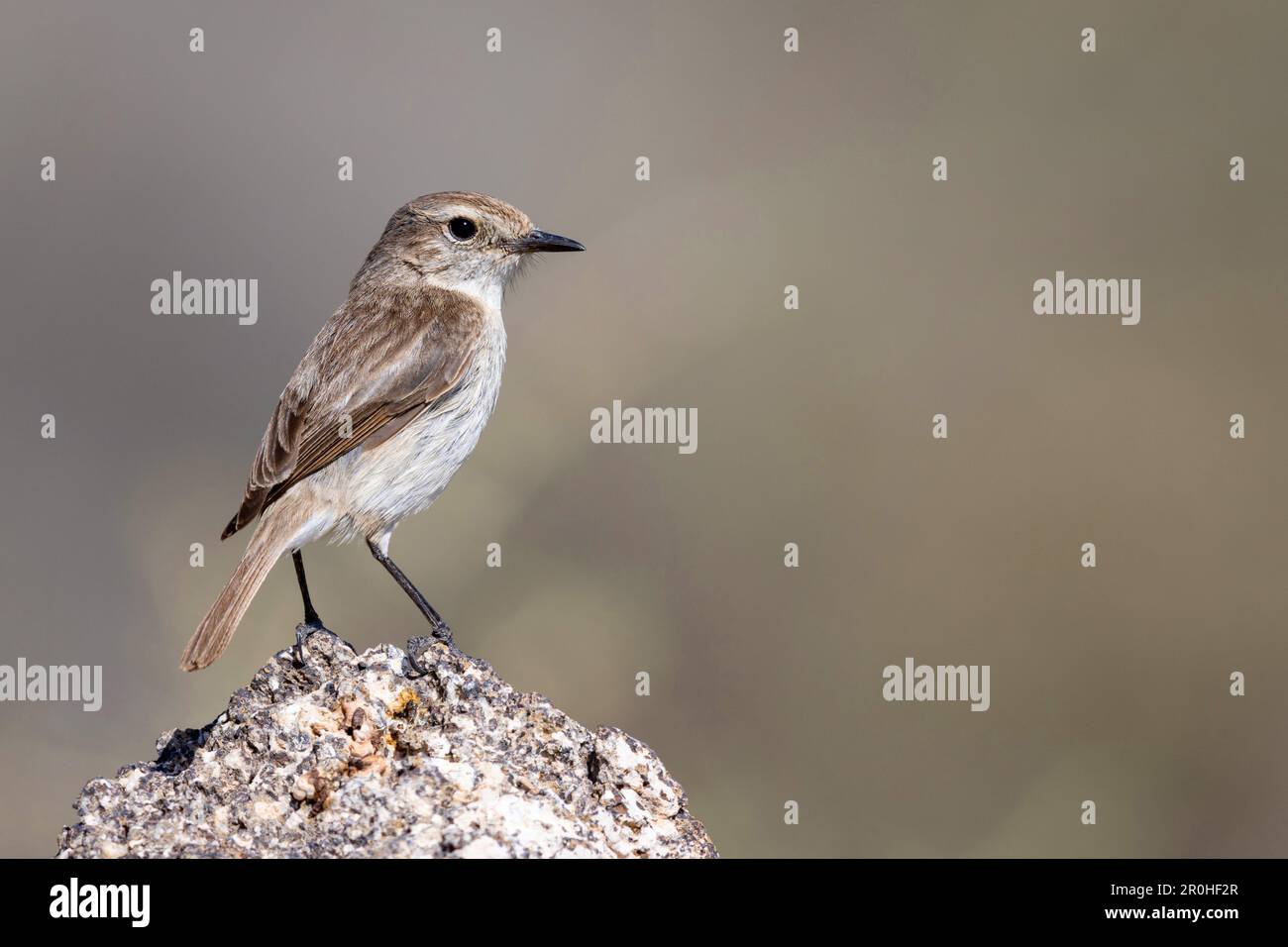 Îles Canaries chat (Saxicola dacotiae), femelle sur un rocher, îles Canaries, Fuerteventura Banque D'Images