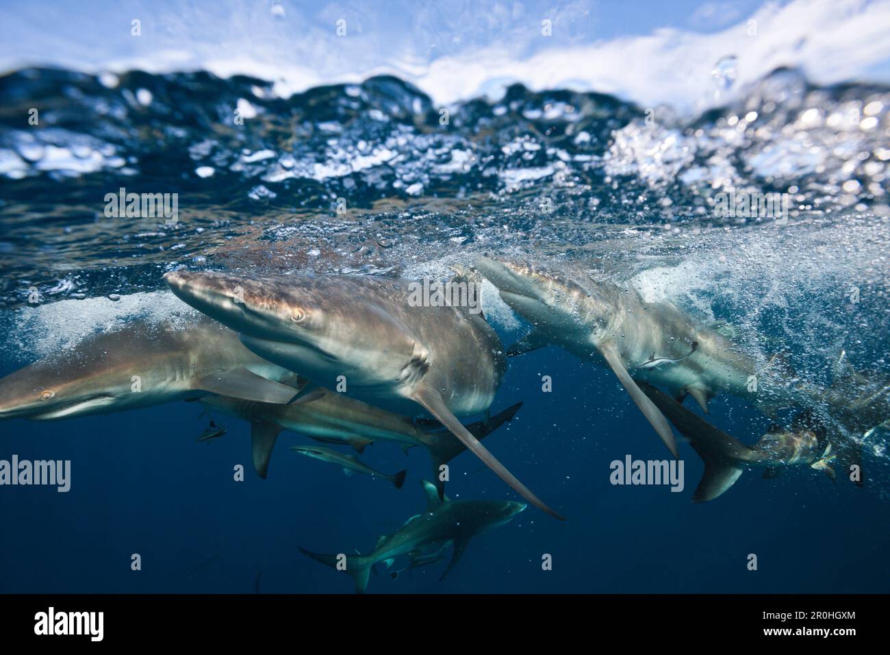 Blacktip Requins, Carcharhinus limbatus, Aliwal Shoal, océan Indien, Afrique du Sud Banque D'Images