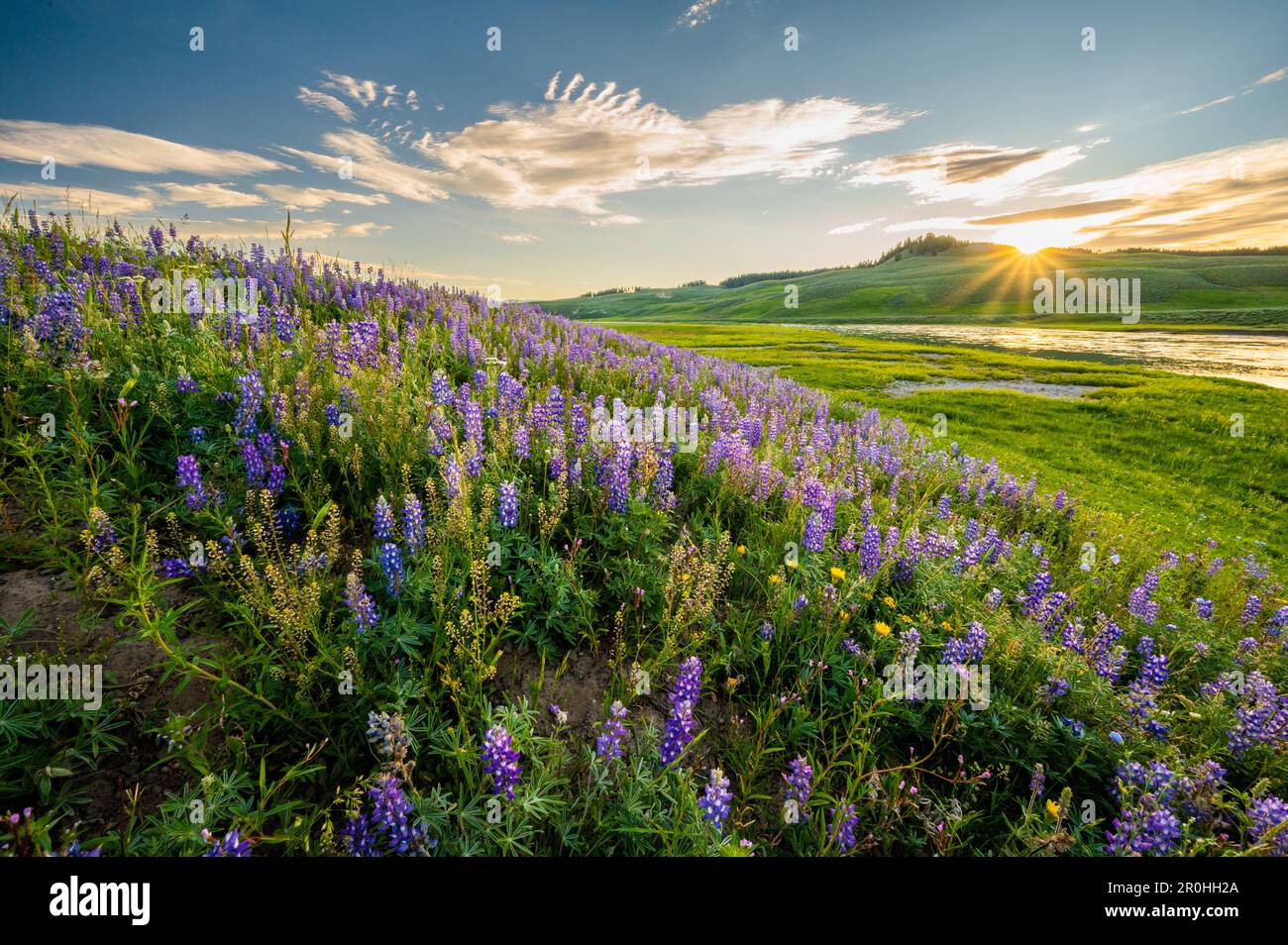 Colline couverte de lupin violet brille dans la dernière lumière de l'après-midi pendant le coucher du soleil dans la vallée de Hayden Banque D'Images