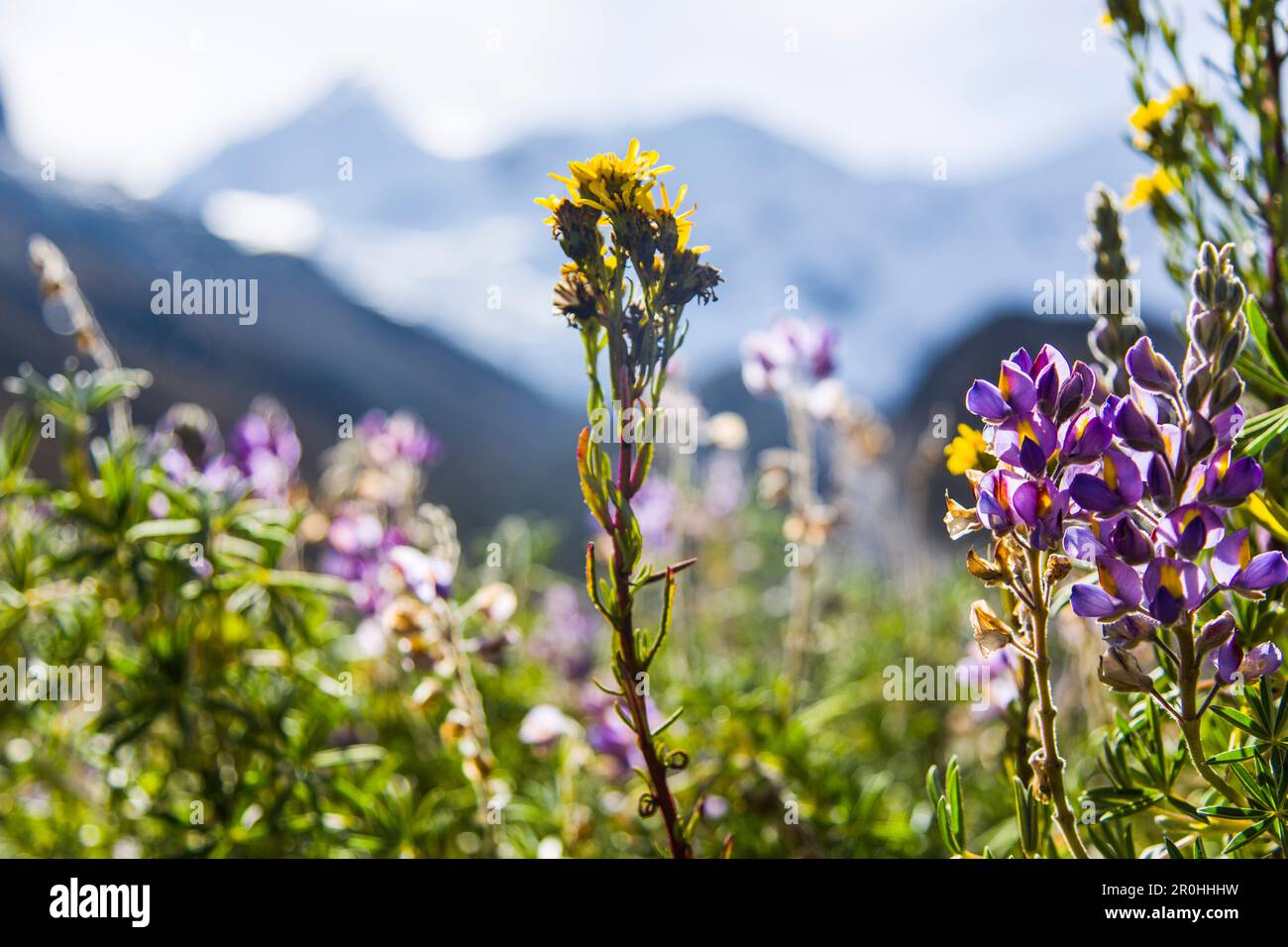 Prairie en fleurs dans la vallée d'Ishinca, Pashpa, Huaraz, Ancash, Cordillera Blanca, Pérou Banque D'Images