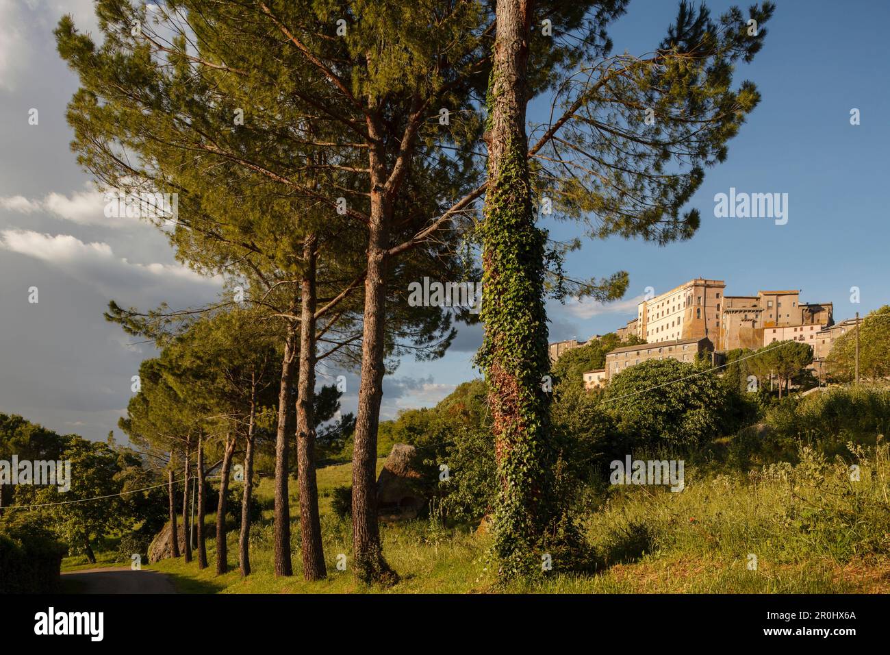 Pins avec Palazzo Orsini, palais Orsini en arrière-plan, 16th siècle, colline de Bomarzo, province de Viterbo, Latium, Italie, Europe Banque D'Images