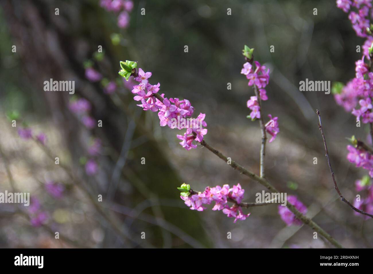 Branche florissante de février daphne, Daphne mezereum dans le soleil jour de printemps. Gros plan d'une plante toxique rare avec de belles fleurs roses colorées. Banque D'Images