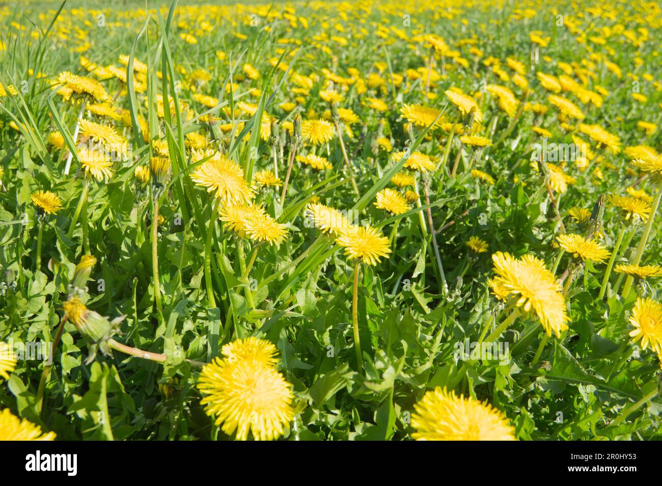 Champ avec de nombreux pissenlits jaunes en fleurs. Taraxacum officinalis fleurir au printemps par jour ensoleillé. Banque D'Images