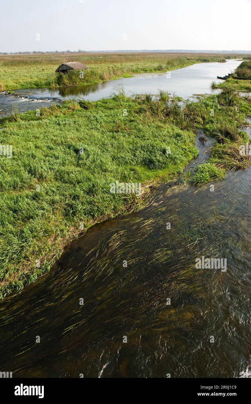 Plaine de la rivière, parc national de Narew, Podlaskie Voivodeship, Pologne Banque D'Images