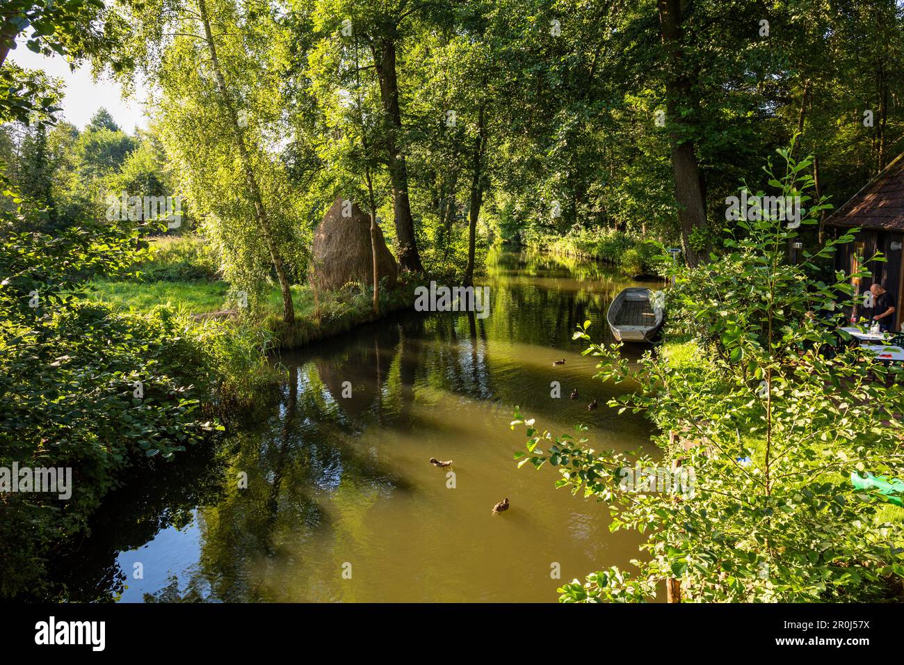 Rivière à Spreewald, réserve de biosphère de l'UNESCO, Brandebourg, Allemagne, Europe Banque D'Images