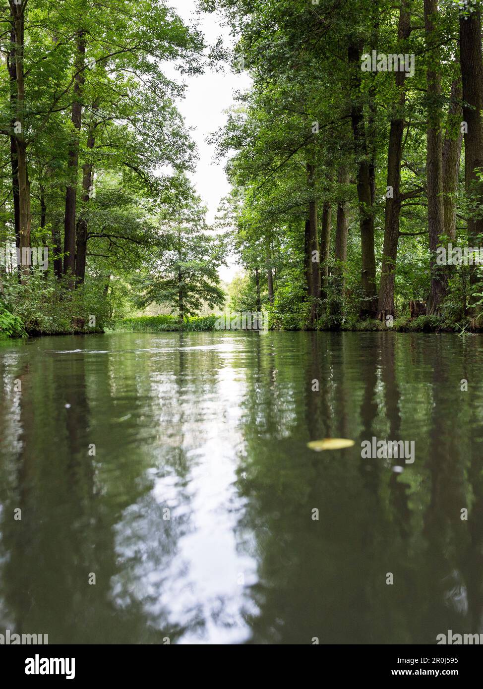 Rivière qui coule à travers Spreewald, réserve de biosphère de l'UNESCO, Lehde, Luebbenau, Brandenburg, Germany, Europe Banque D'Images