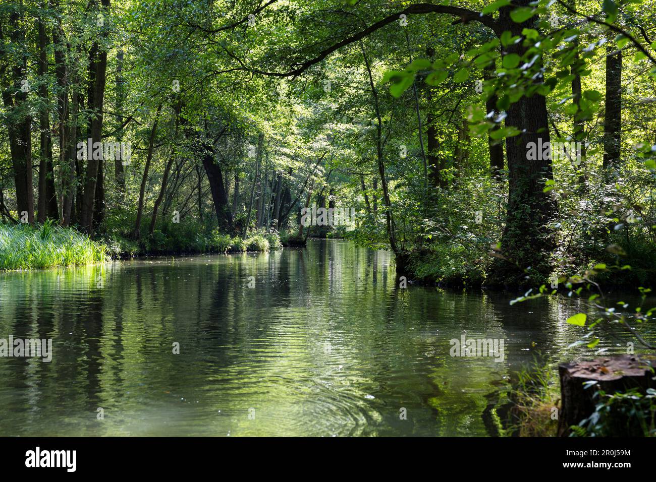 Rivière qui coule à travers Spreewald, réserve de biosphère de l'UNESCO, Luebbenau, Brandebourg, Allemagne, Europe Banque D'Images