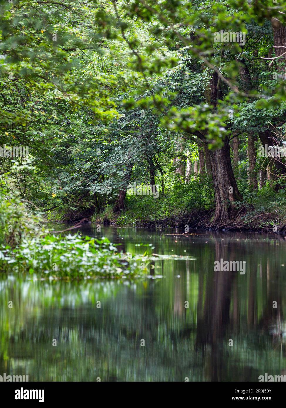 Rivière qui coule à travers Spreewald, réserve de biosphère de l'UNESCO, Lehde, Luebbenau, Brandenburg, Germany, Europe Banque D'Images