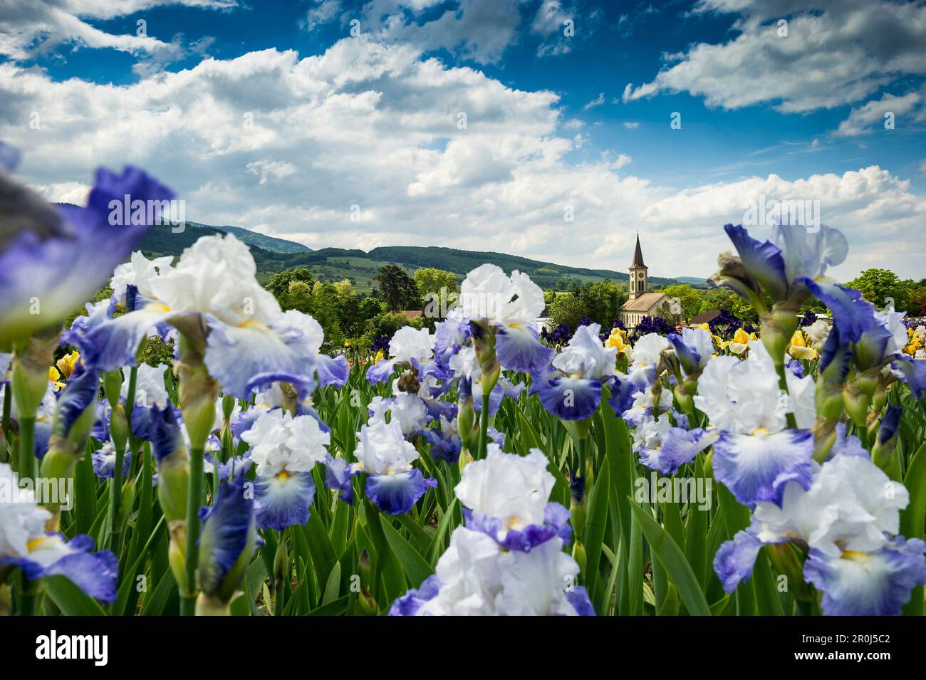 Flower meadow avec iris en fleurs, Laufen près de Sulzburg, Forêt-Noire, Bade-Wurtemberg, Allemagne Banque D'Images
